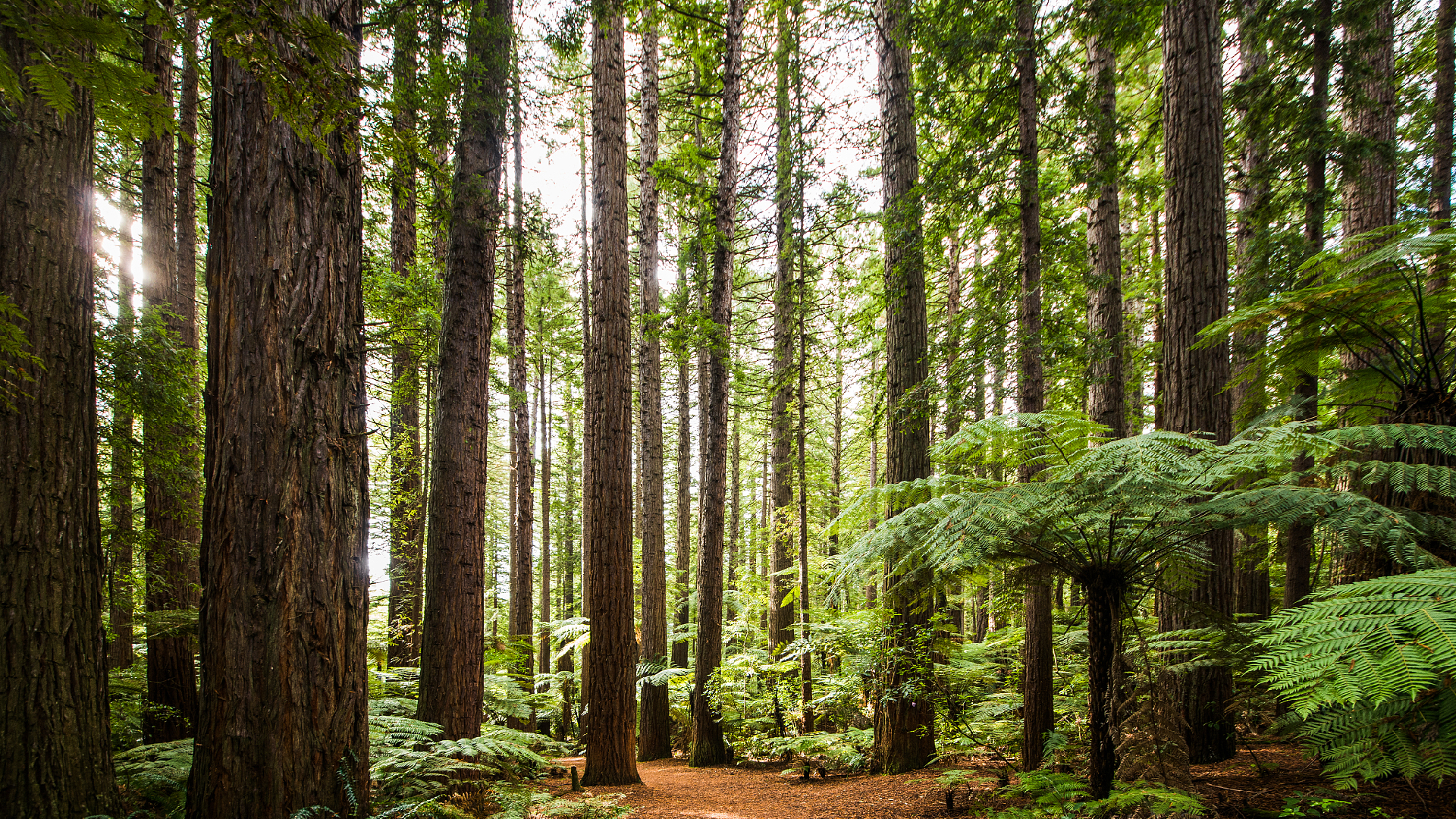 China plans to boost forest coverage and biodiversity by 2025 - CGTN