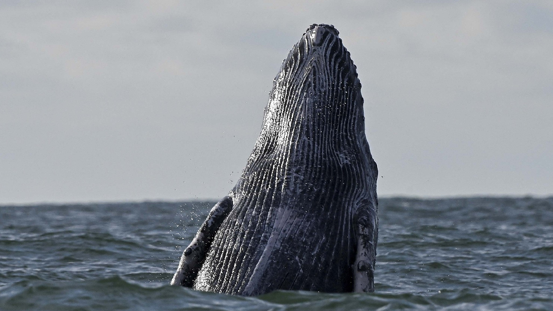 A humpback whale jumps out of the water in the Pacific Ocean - CGTN