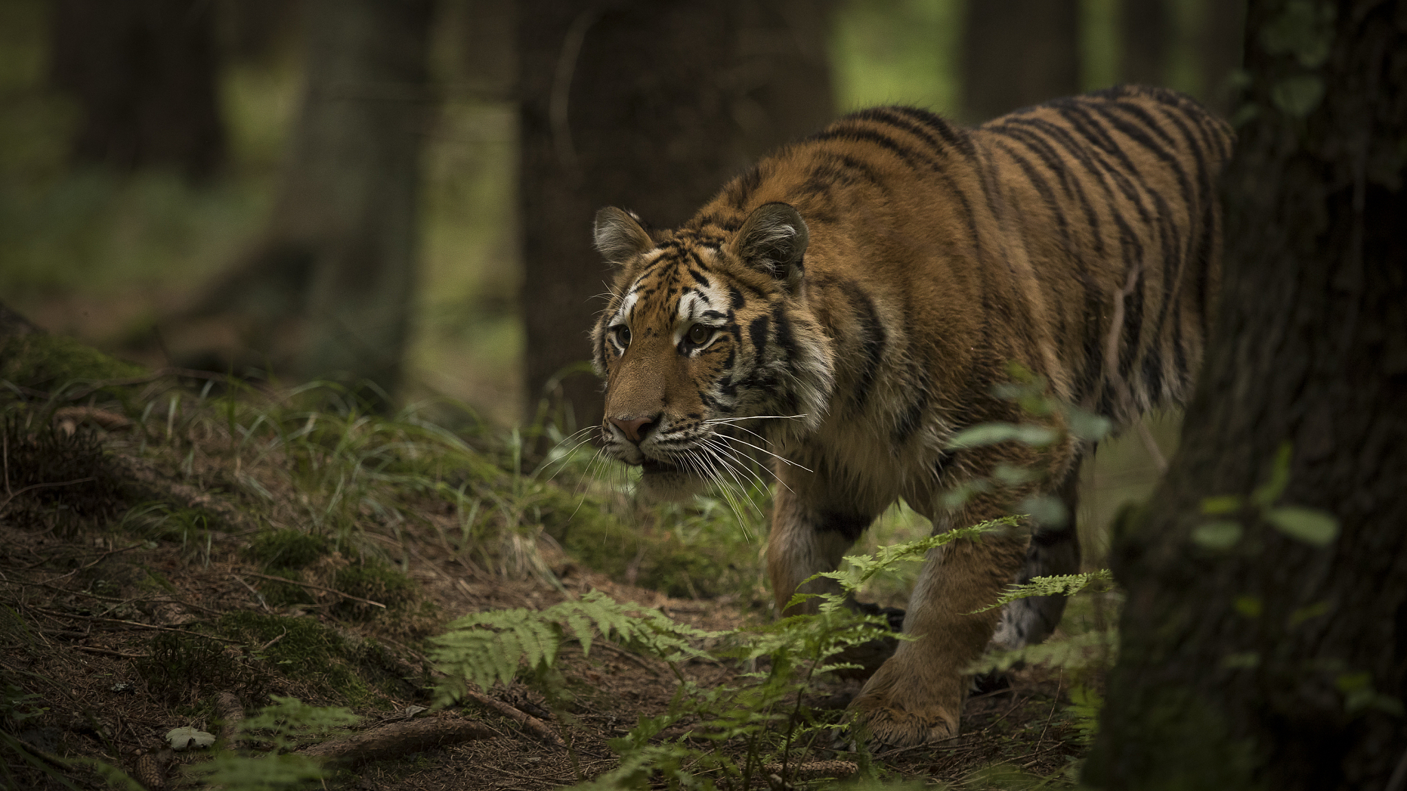 Sightings of Siberian tigers increase in Northeast China national park -  Global Times