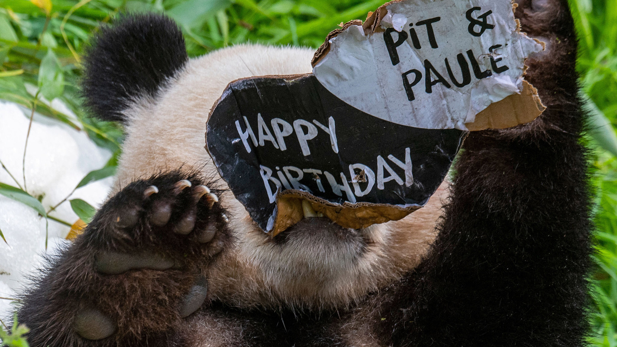 Panda Twins Celebrate Second Birthday At Berlin Zoo Cgtn