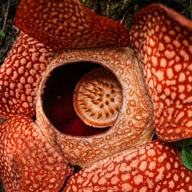 World's largest flower blooms pungent smell in Indonesia CGTN