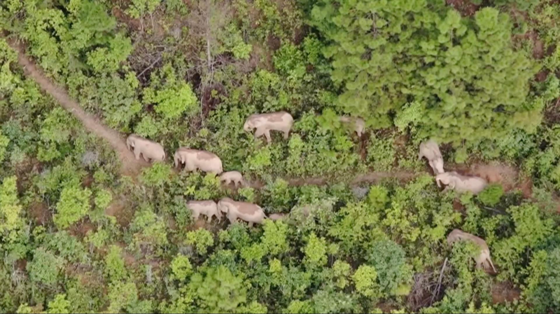 Asian elephant herd 'the short nose family' about to return home - CGTN