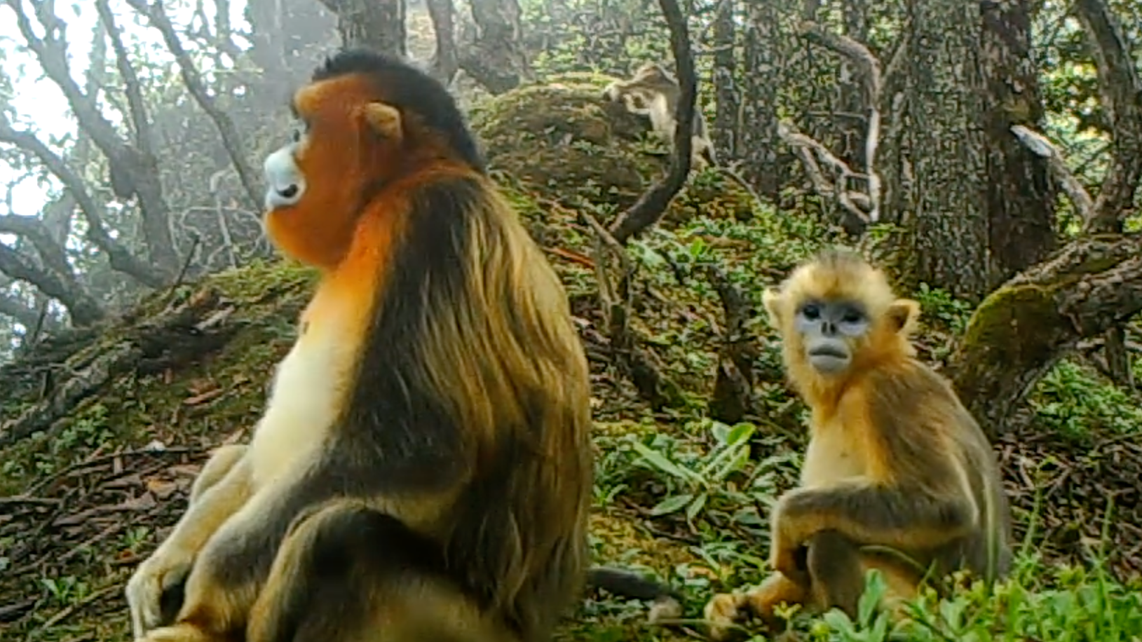 Golden snub-nosed monkeys spotted in Chengdu Giant Panda National