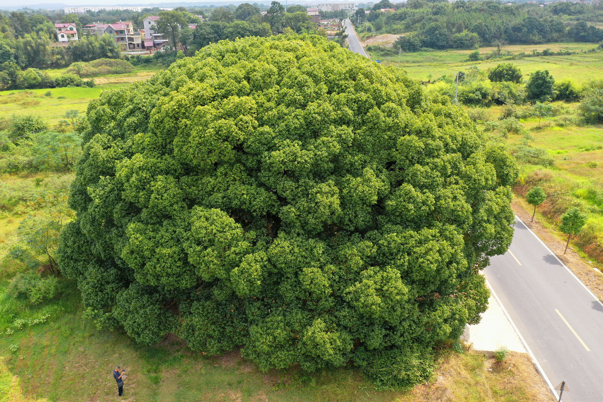 meet a colossal perfectly-shaped camphor tree in jiangxi - cgtn