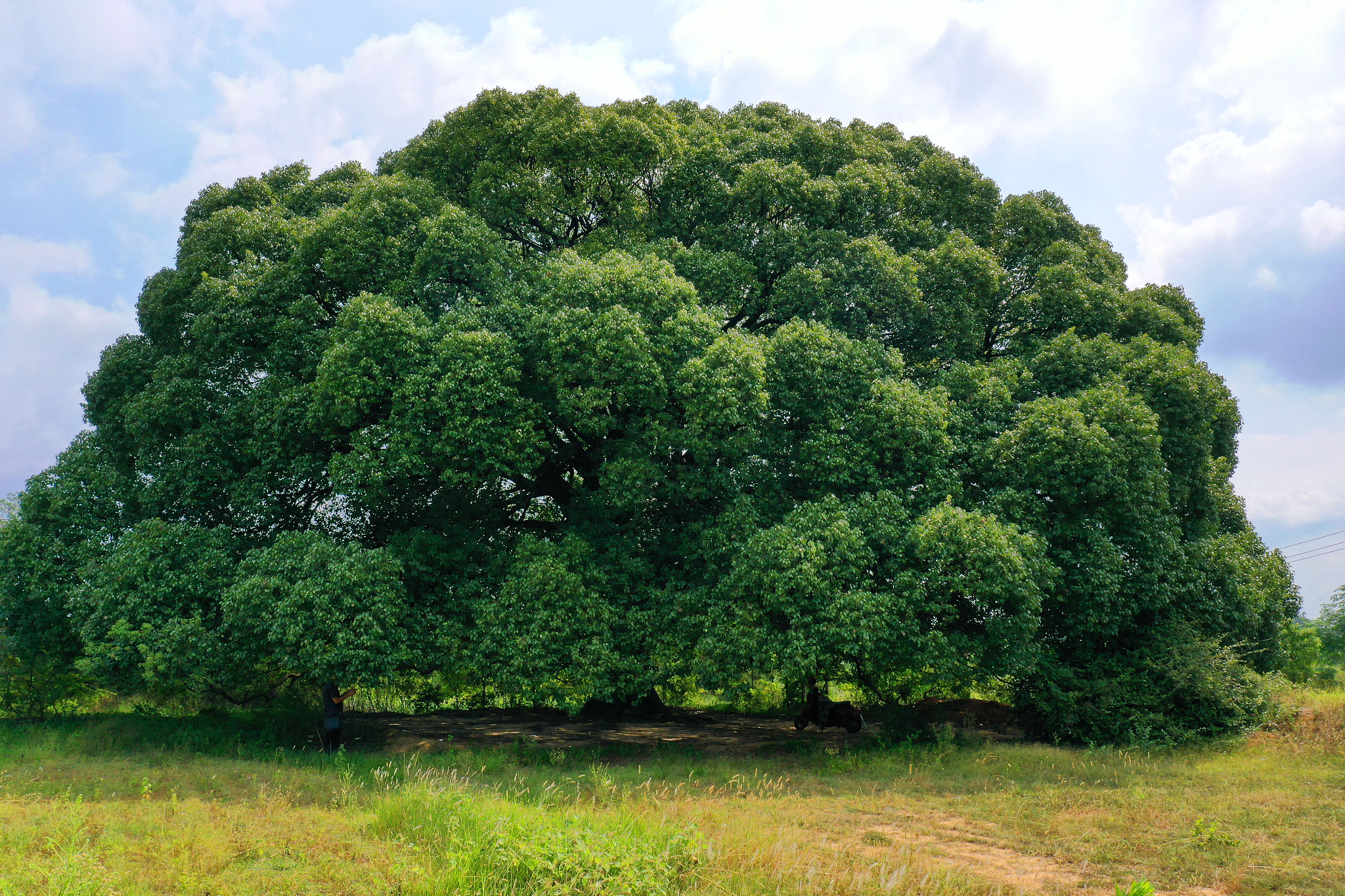 meet a colossal perfectly-shaped camphor tree in jiangxi - cgtn