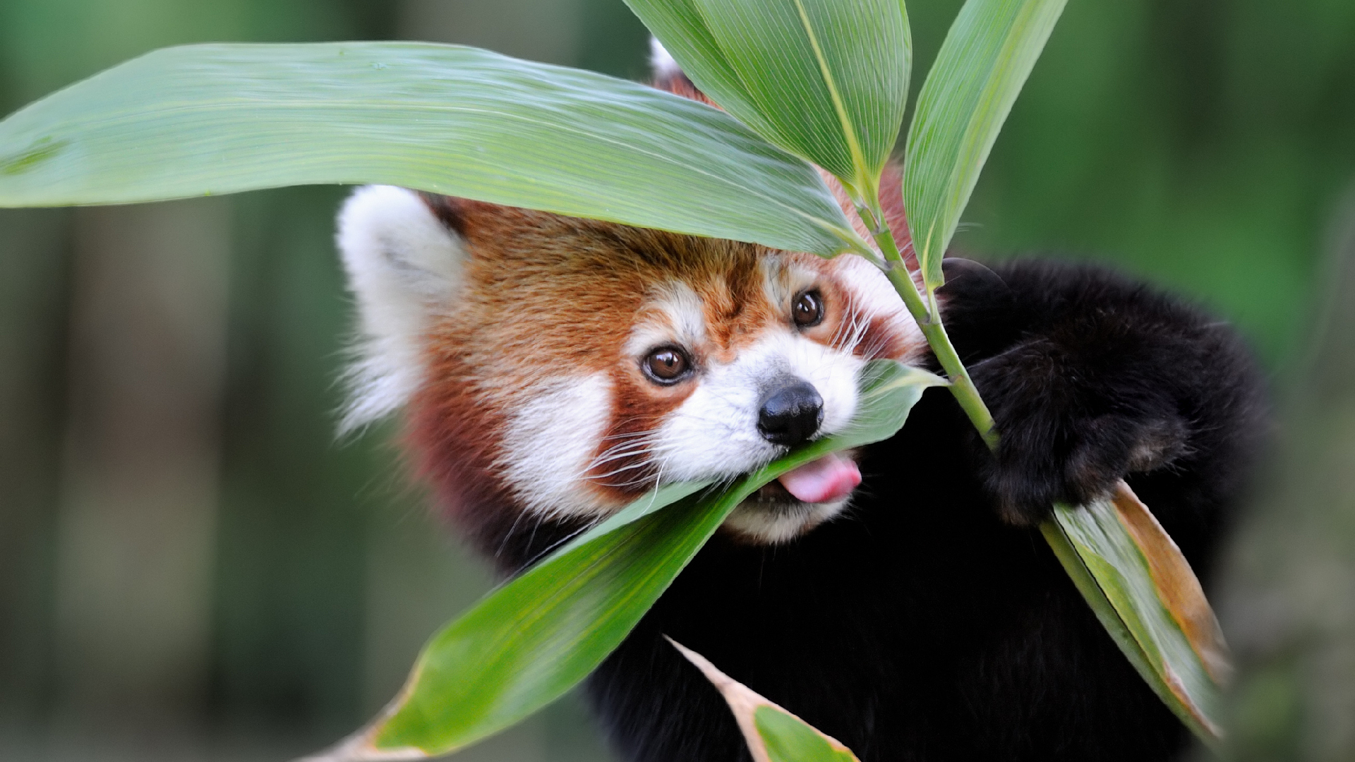 International Red Panda Day Protect Our Cute Fluffy Friends Cgtn