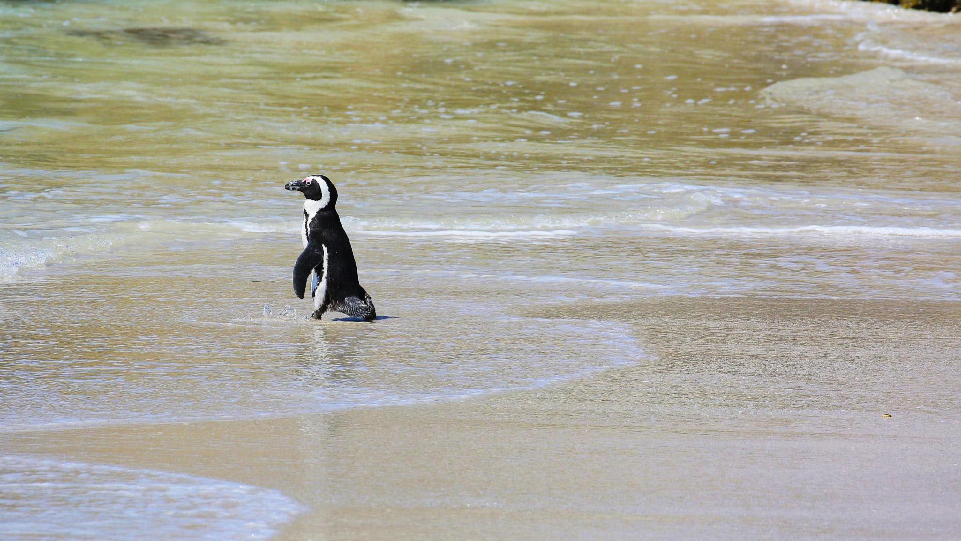 Bees kill dozens of endangered penguins in South Africa - CGTN