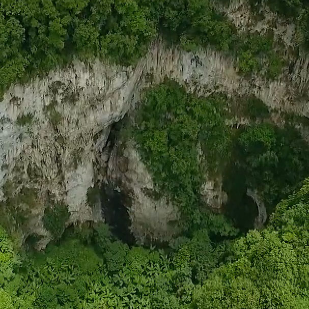 Scientists collect rare plant seeds from sinkholes in SW China - CGTN