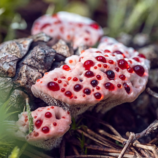 Alien Fungi: mushroom - CGTN