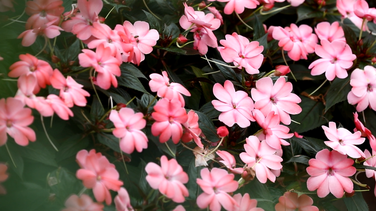 NATURE PLANT - CGTN