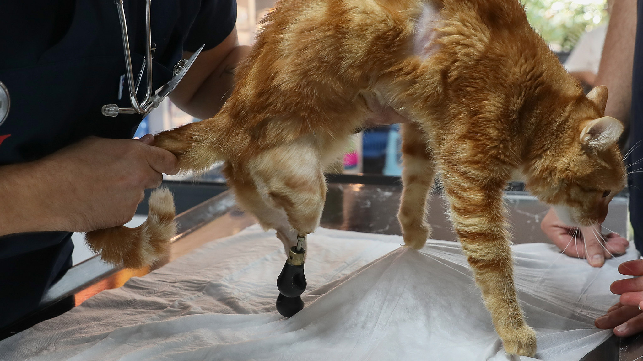 3D Printer Helps Cat Walk Again