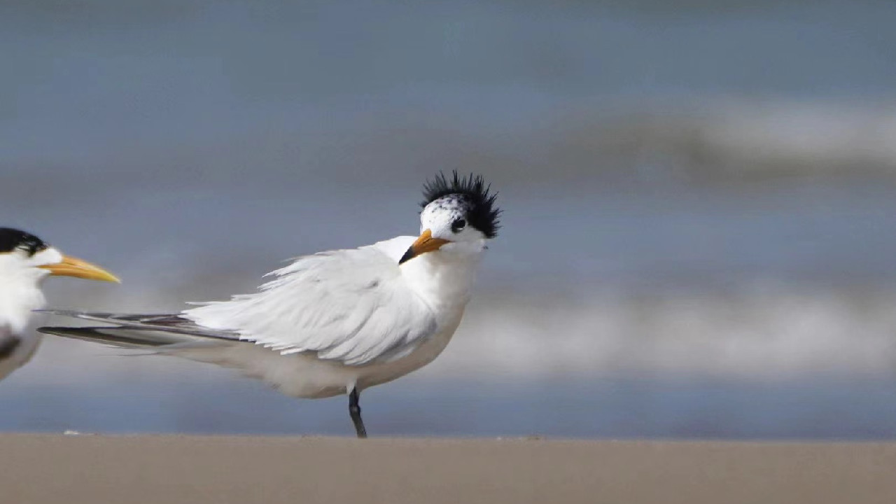 Endangered birds forage on E China coast - CGTN