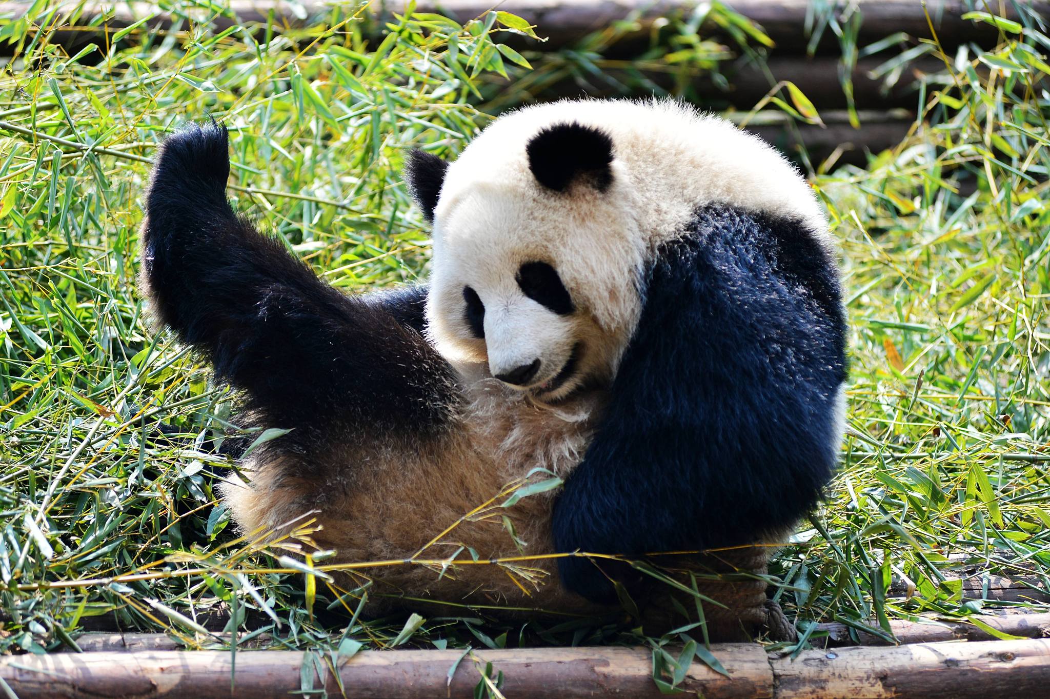 A Remarkable Comeback For Wildlife In China CGTN