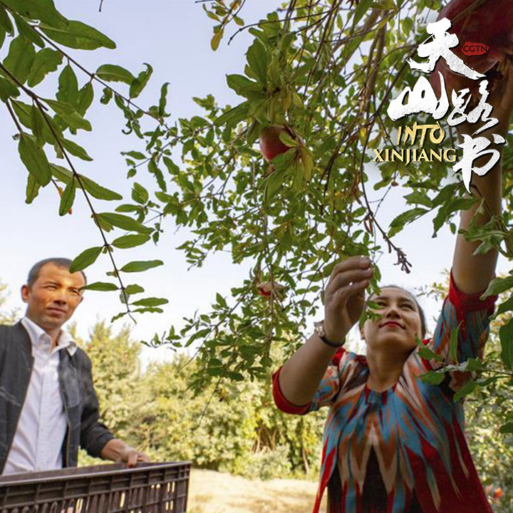 Live: Pomegranate harvesting in northwest China's Xinjiang - CGTN