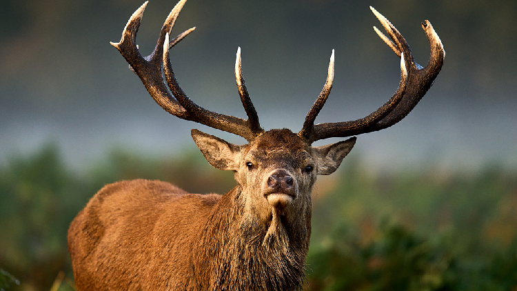 Photos of red deer stag during rutting season in London - CGTN