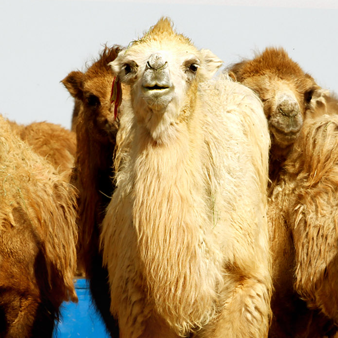 VR Xinjiang Up close and personal with camels in Jeminay County CGTN