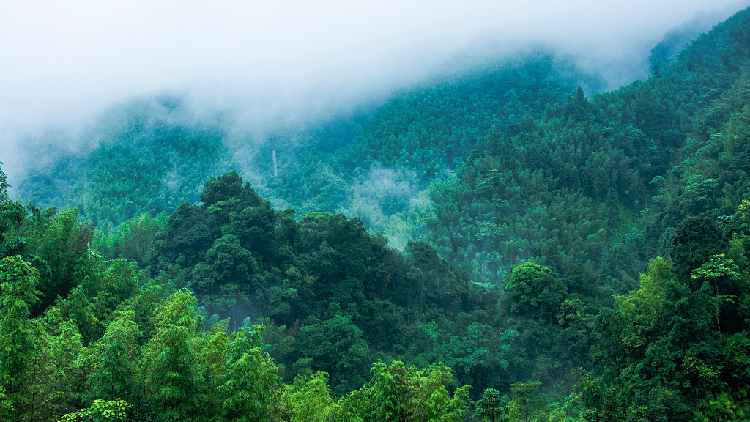 How can forests help us combat climate change? - CGTN