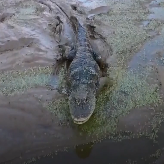 E China Moves 8,000 Alligators Indoors For Winter - Cgtn