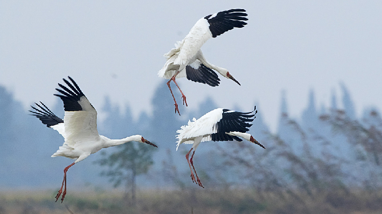 New law aims to protect wintering birds on major freshwater lake - CGTN