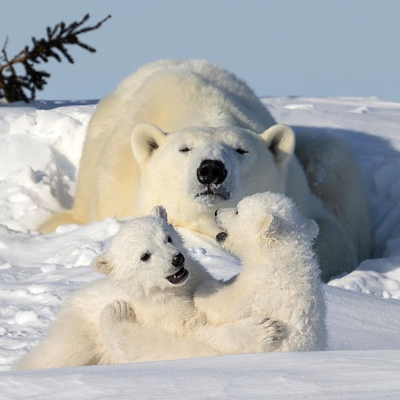 Mother polar bear kicks her cubs away as they disturb her sleep - CGTN