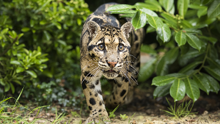 Endangered clouded leopards spotted in SW China's Tibet - CGTN