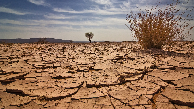 Severe drought affects over 3.5 million people in Somalia - CGTN