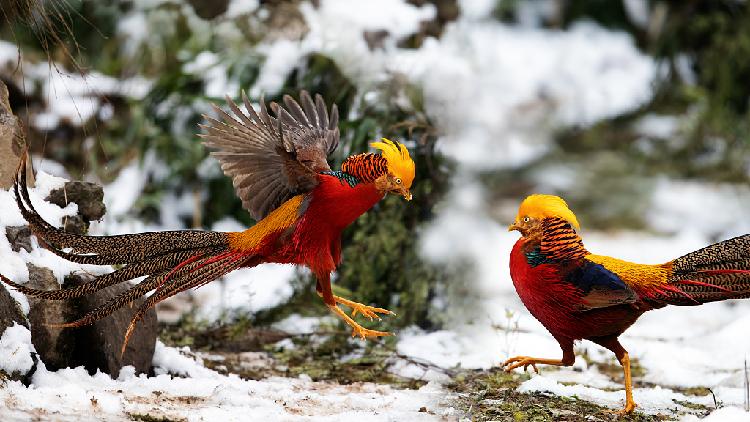 Golden pheasants with flamboyant feathers spotted foraging in SW China -  CGTN
