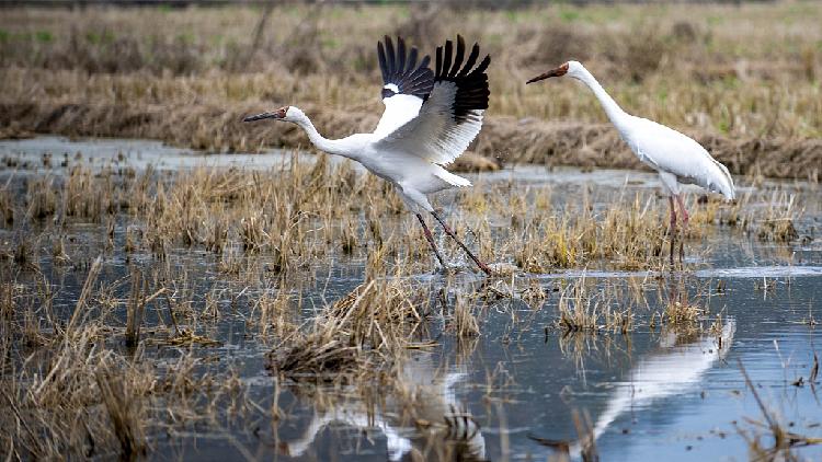 Precious Siberian white cranes choose a Chinese village to winter - CGTN