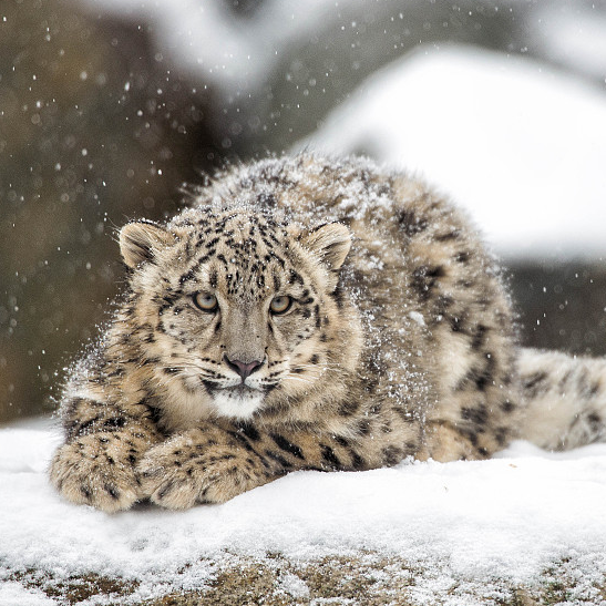 A snow leopard with its cub spotted in national park of Gansu - CGTN