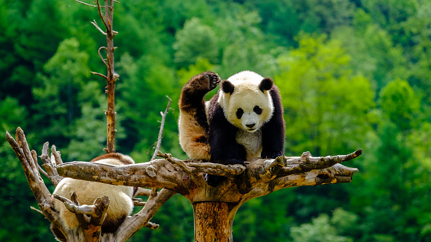 giant panda cute