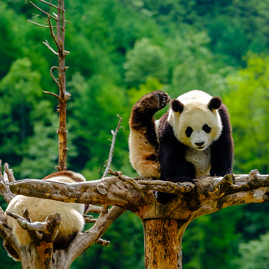 Live: Cute alert! Check out daily life of giant pandas - Ep. 5 - CGTN