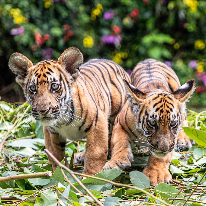 Meet tiger cubs Zoya, Kae and Sundari; the life, glow and beauty