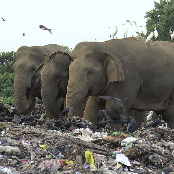 Elephants dying from eating plastic waste in Sri Lankan dump - CGTN