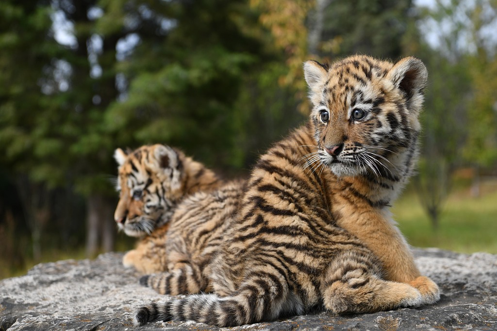 baby siberian tigers