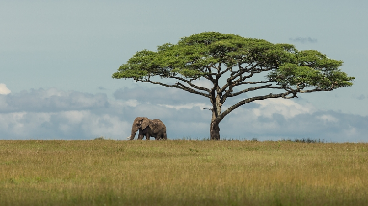 Tanzania launches tree planting campaign to re-green country - CGTN