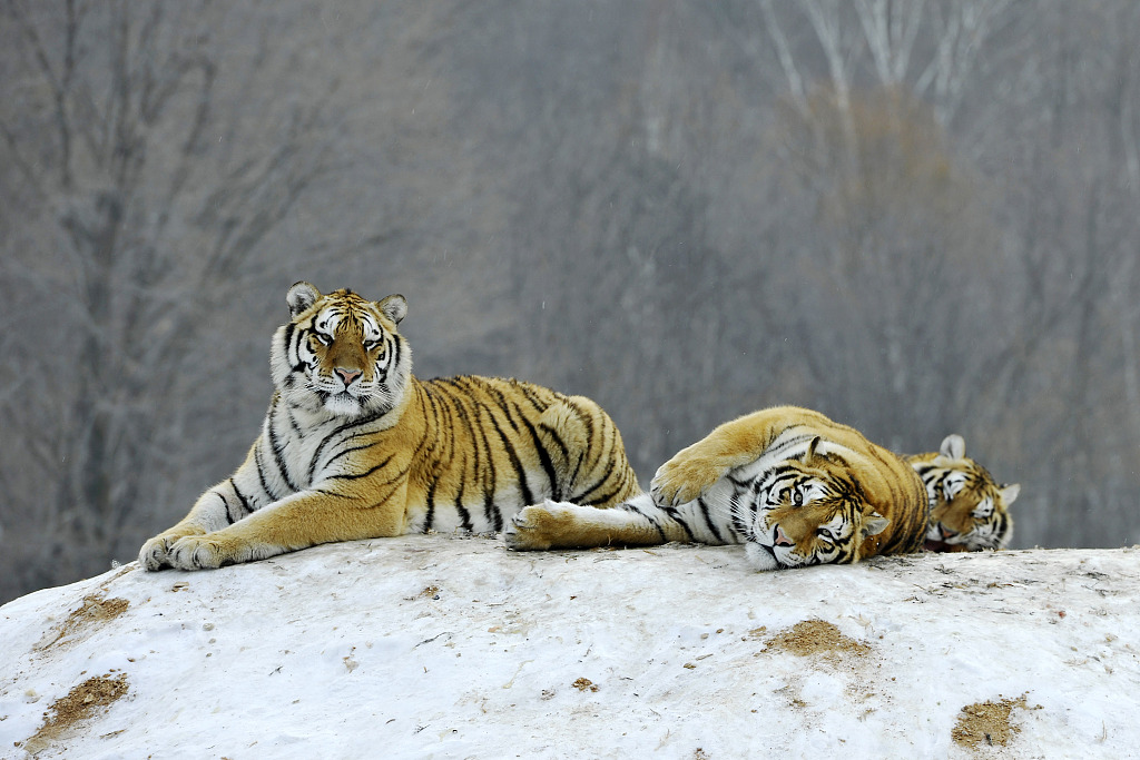 Сколько в мире амурских тигров. Амурский тигр в Казахстане. Ожиревший Амурский тигр. Туранский тигр в Казахстане. Амурский тигр и бенгальский тигр.