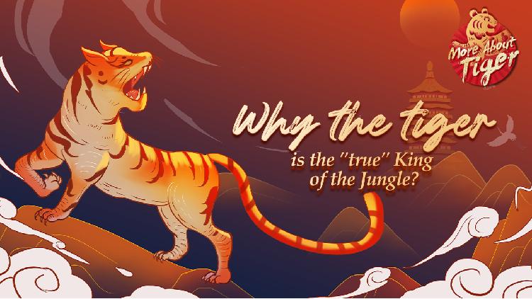More About Tiger: Why is the tiger the 'true' king of the jungle? - CGTN