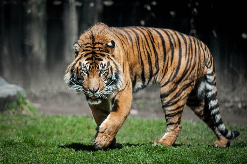 Tiger In The Jungle Tiger In The Jungle