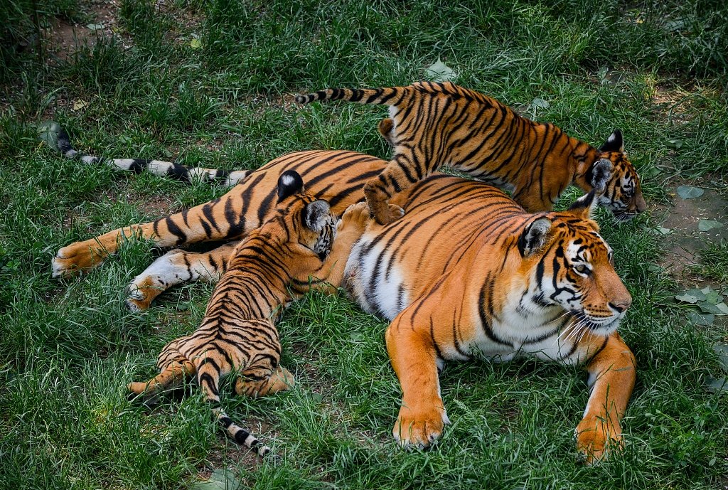 South China Tiger One Of The Smallest Tiger Subspecies CGTN