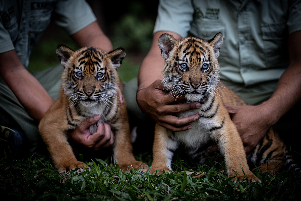 Sumatran tigers solitary lifestyle in rainforests of