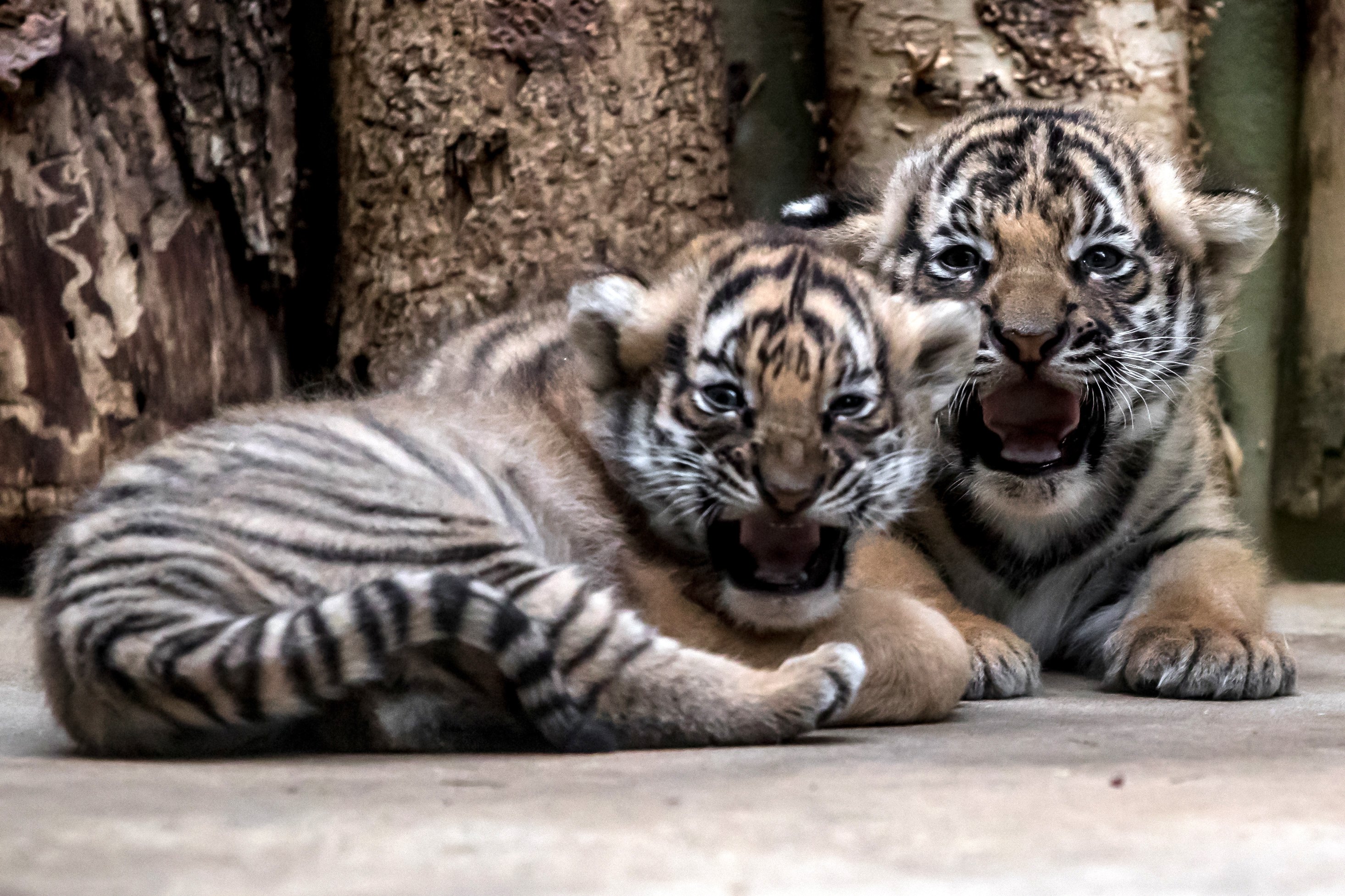 Malayan Tiger: Saving the endangered king - CGTN