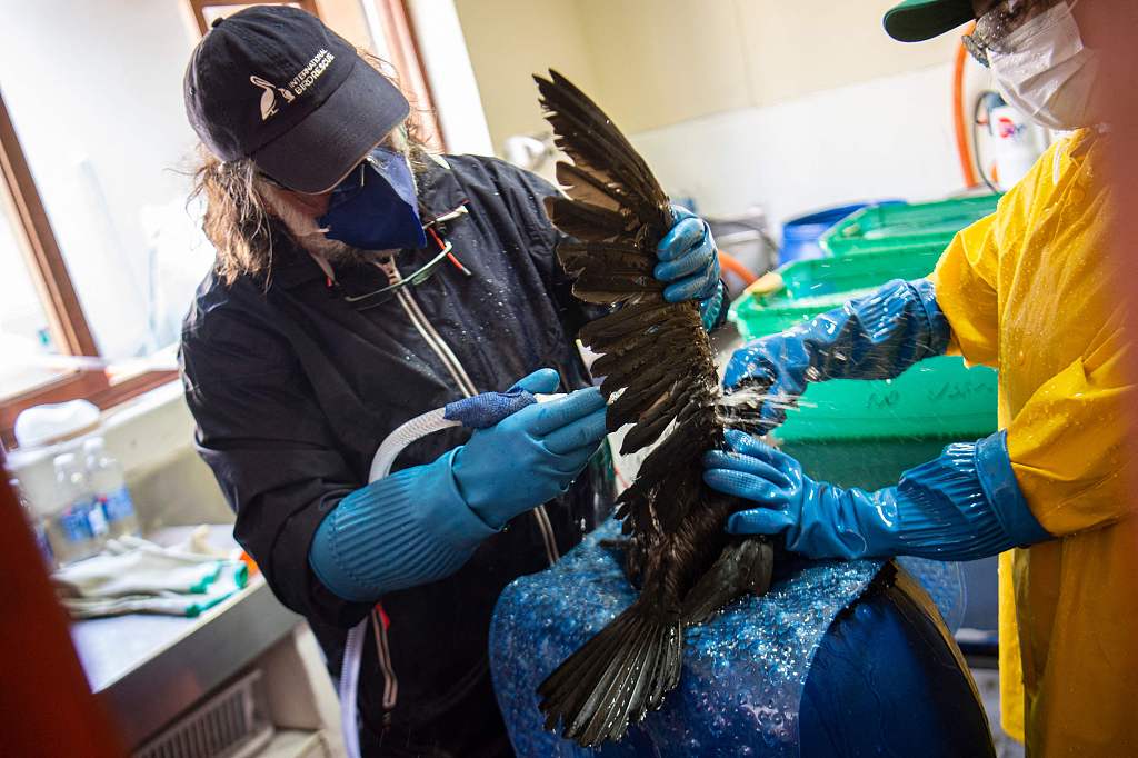 Round-the-clock care for Peru's oil-stained sea birds - CGTN