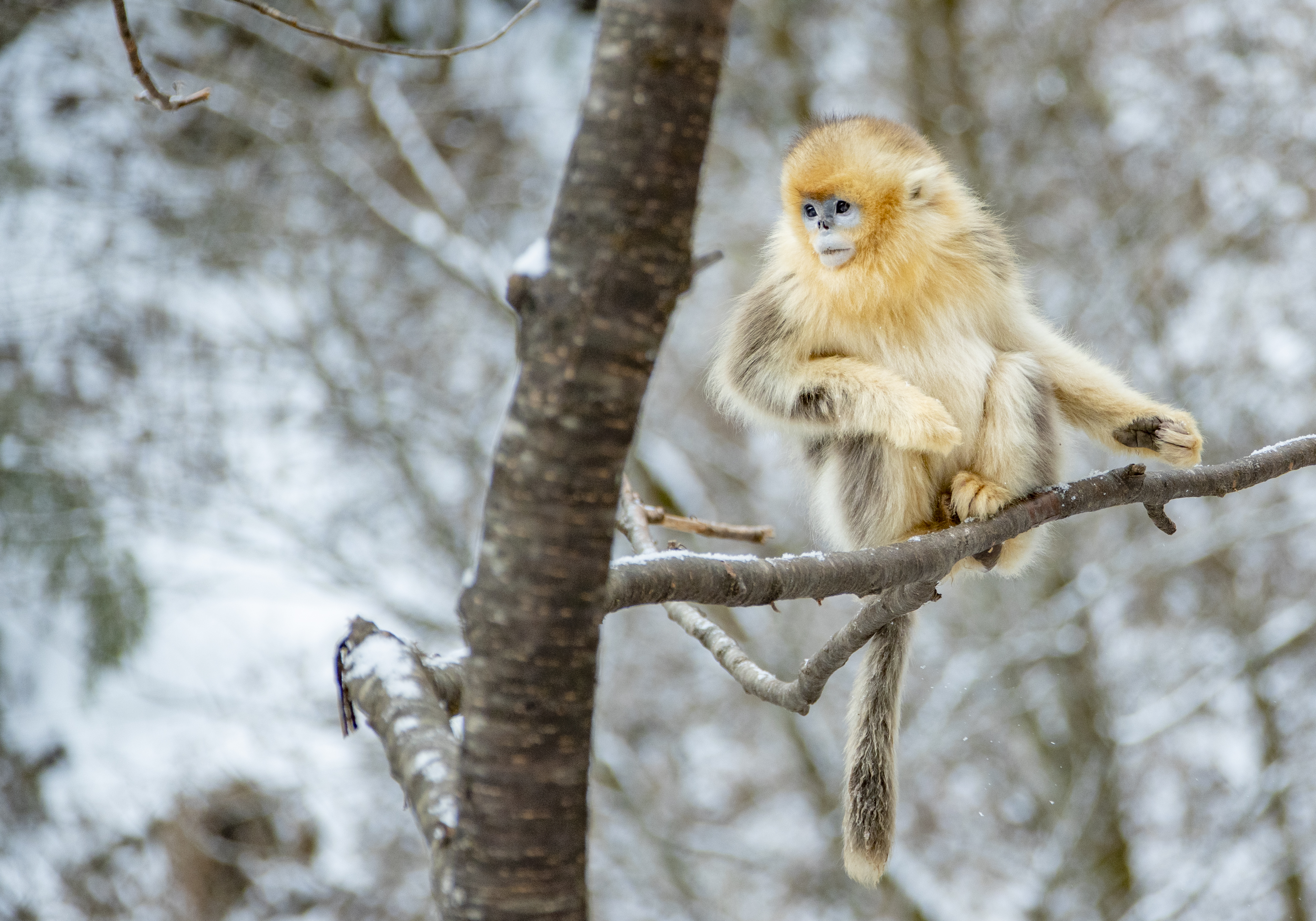 The golden snub-nosed monkey roams the high mountainous forests of  western-central China. It's able to survive below-freezing temperatures by  sleeping clustered together, in the lower forest canopy, with others in its  group.