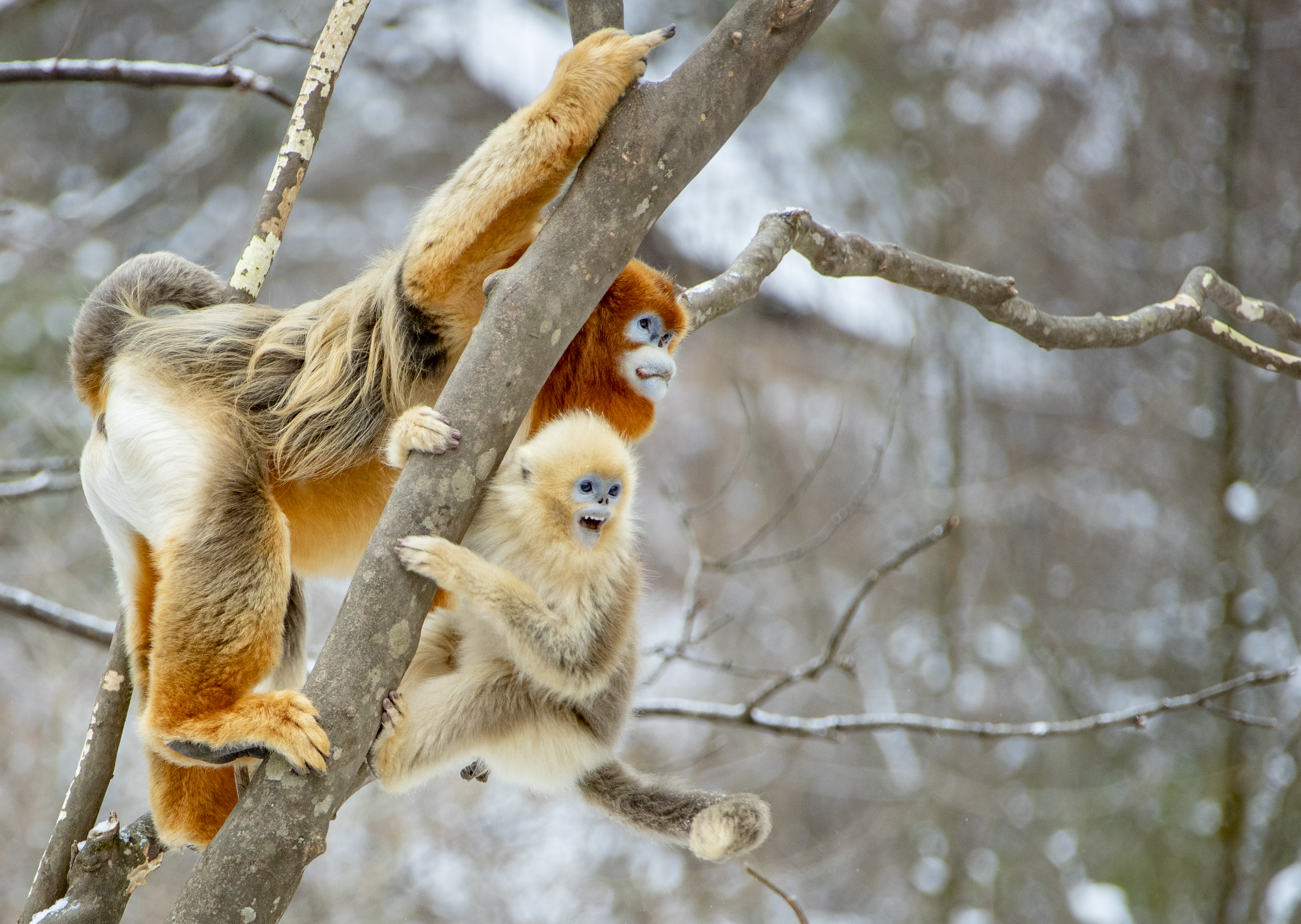 The golden snub-nosed monkey roams the high mountainous forests of  western-central China. It's able to survive below-freezing temperatures by  sleeping clustered together, in the lower forest canopy, with others in its  group.