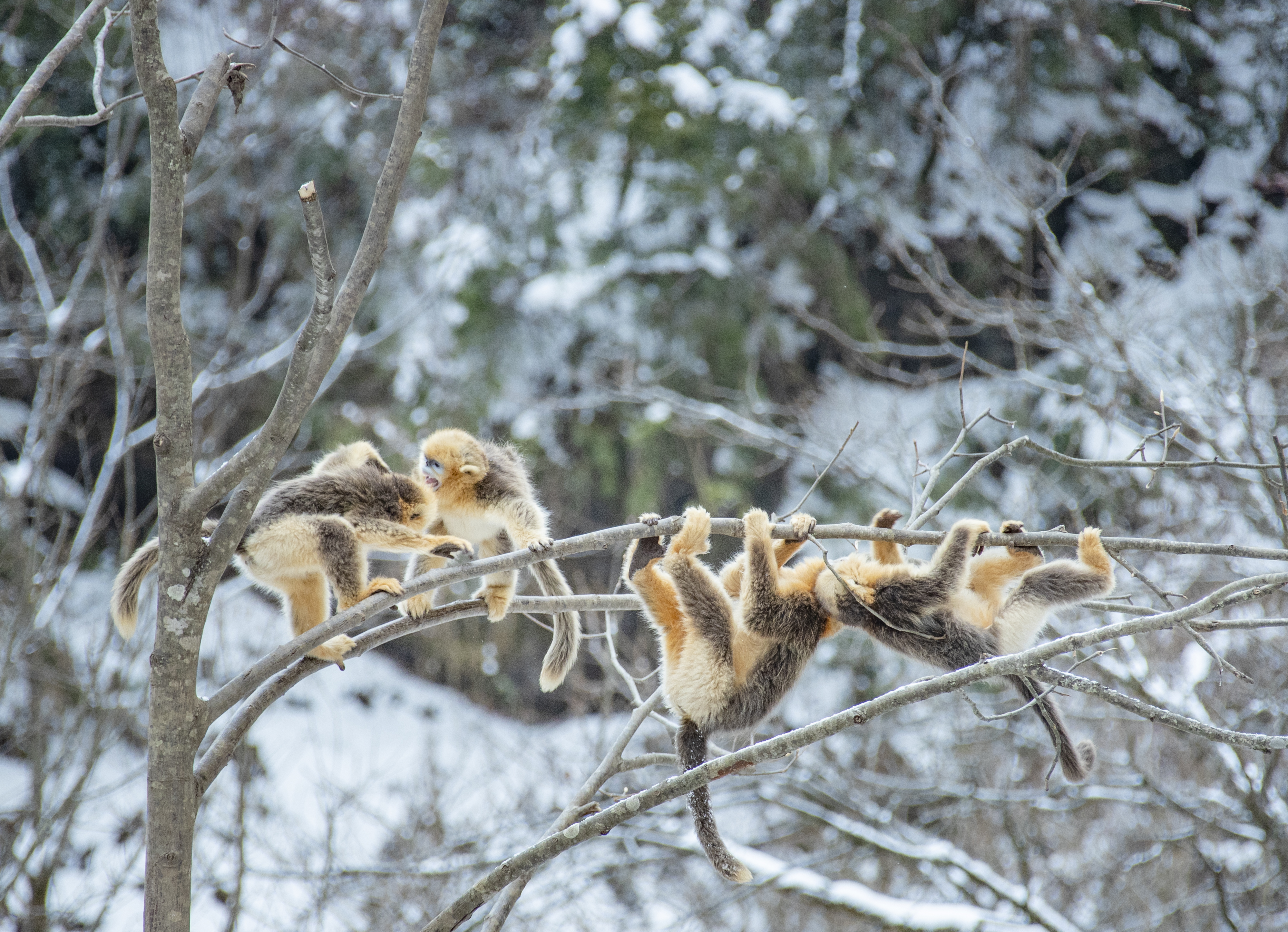 The golden snub-nosed monkey roams the high mountainous forests of  western-central China. It's able to survive below-freezing temperatures by  sleeping clustered together, in the lower forest canopy, with others in its  group.