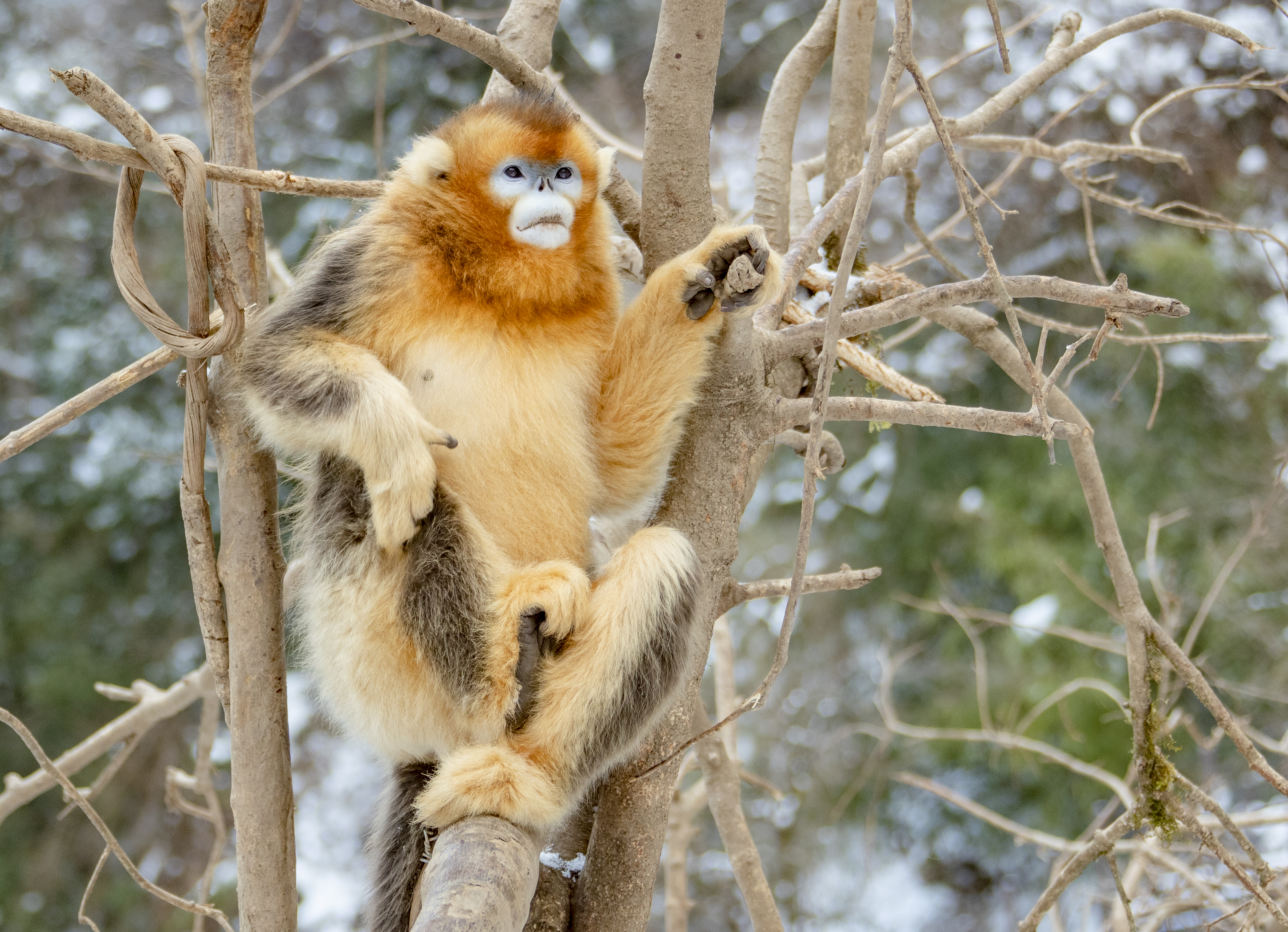 The golden snub-nosed monkey roams the high mountainous forests of  western-central China. It's able to survive below-freezing temperatures by  sleeping clustered together, in the lower forest canopy, with others in its  group.