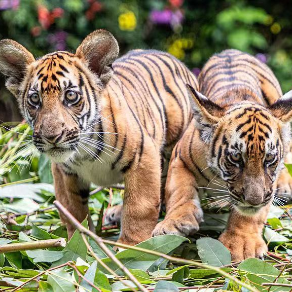 Live: Take a closer look at adorable South China tiger cubs - CGTN