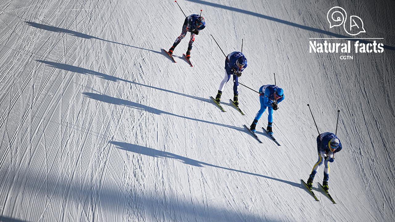 Natural Facts Q&A What affects crosscountry skiing? CGTN