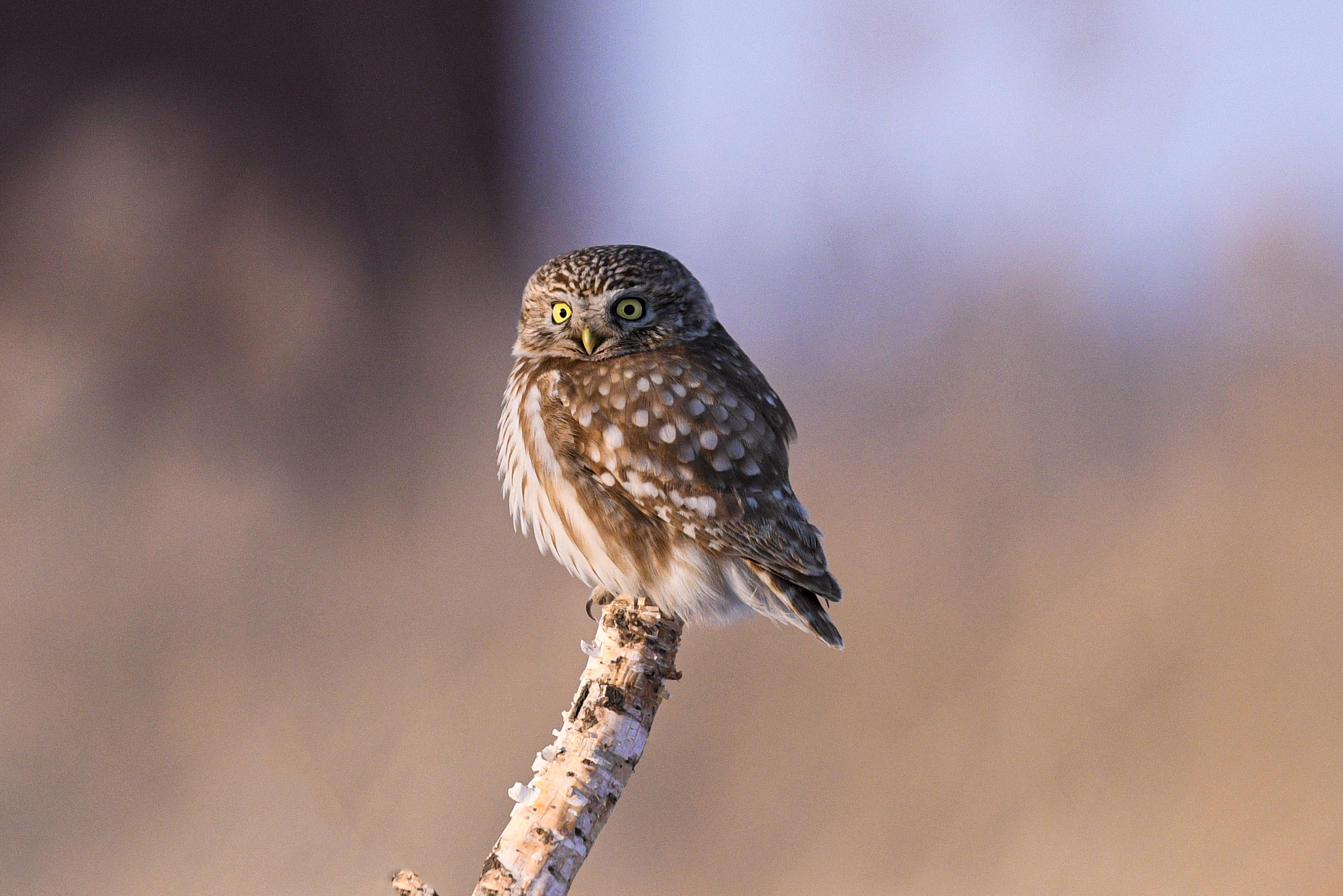 Photos of a cute little owl on a branch - CGTN