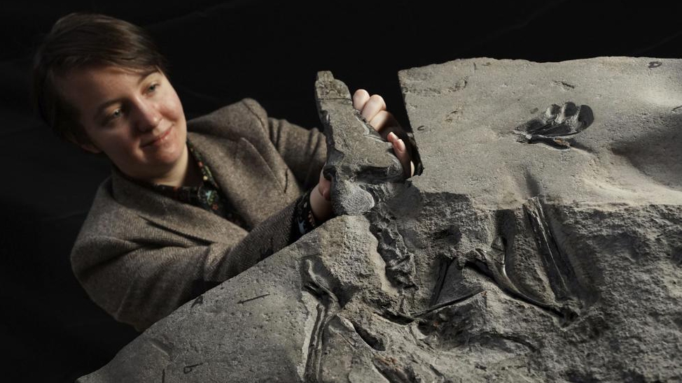 Superbly Preserved Pterosaur Fossil Unearthed In Scotland Cgtn